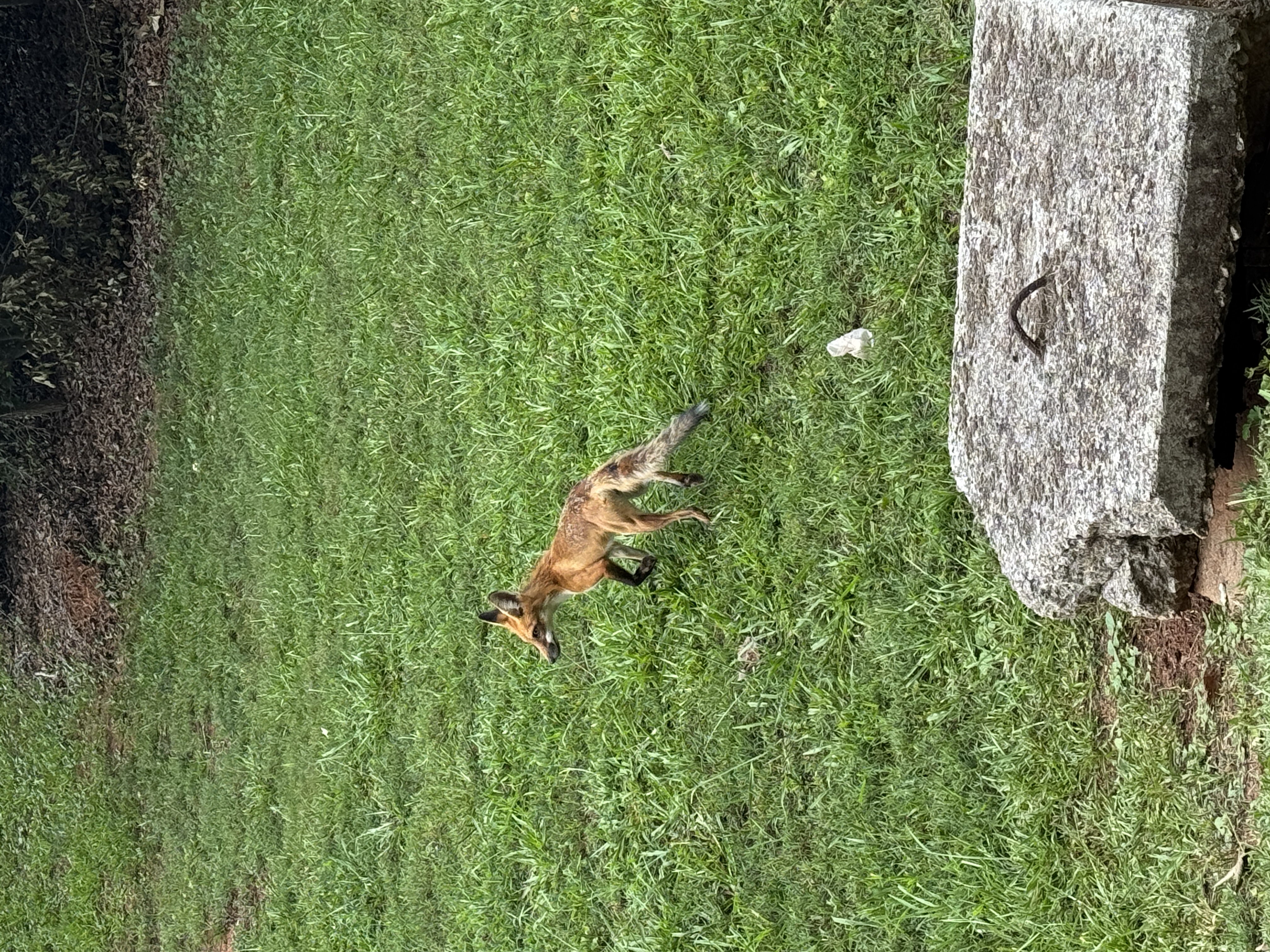 Fox spotting